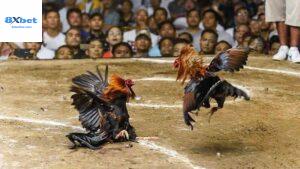 Đá Gà Trực Tiếp Là Gì